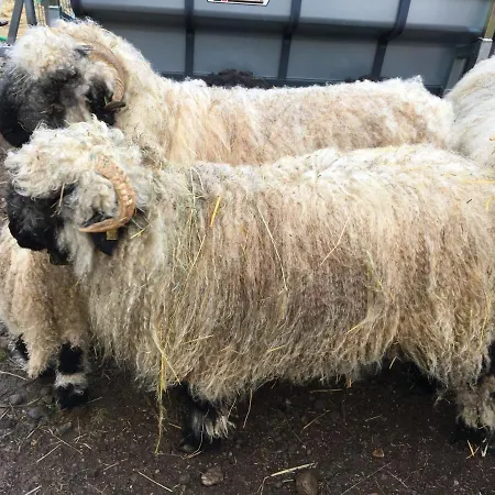 Le Domaine De La Louve Blanche